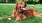 a dog lying in the grass