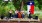 a group of people playing music under a tree with a flag