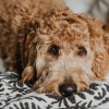 golden doodle on bed